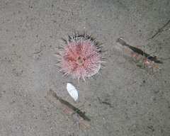 Strongylocentrotus pallidus