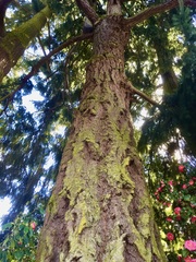Pseudotsuga menziesii