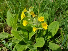 Primula × polyantha