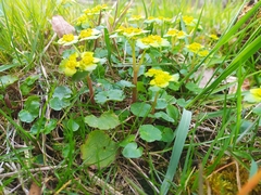 Chrysosplenium alternifolium
