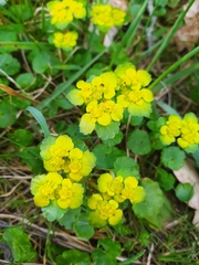 Chrysosplenium alternifolium