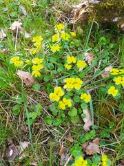 Chrysosplenium alternifolium