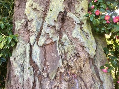 Pseudotsuga menziesii