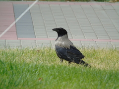 Corvus cornix