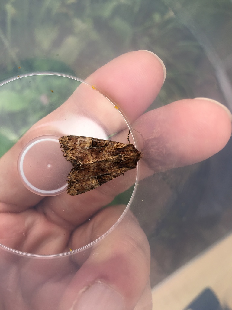 Clouded Brindle
