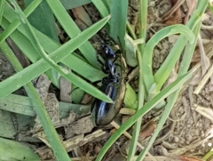 Pterostichus madidus