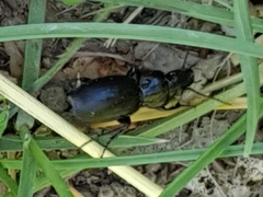 Pterostichus madidus