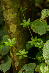 Galium simense