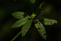 Galium simense
