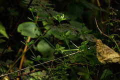 Galium simense