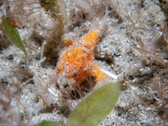 Antennarius scaber