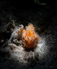 Antennarius scaber