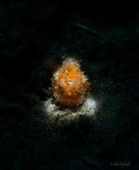 Antennarius scaber