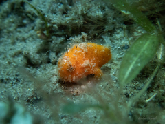 Antennarius scaber