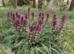 Acanthus syriacus