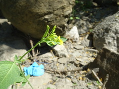 Brassica juncea