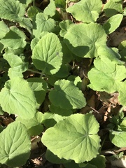 Doronicum pardalianches