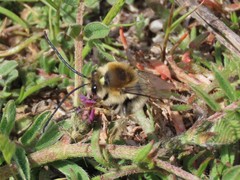 Eucera
