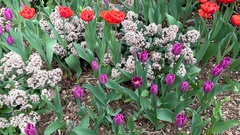 Tulipa gesneriana
