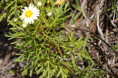 Argyranthemum callichrysum image