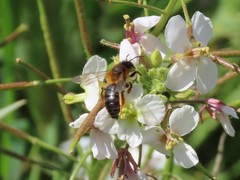 Andrena