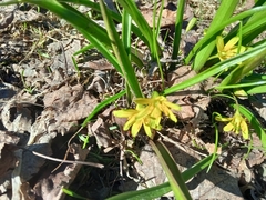 Gagea lutea