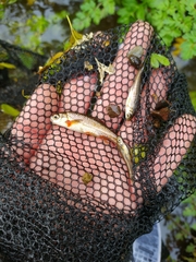 Achondrostoma