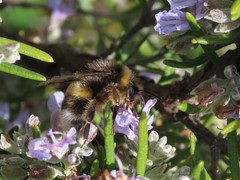 Bombus