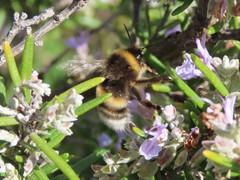 Bombus