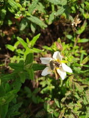Leucocelina