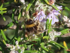 Bombus