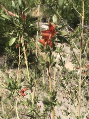 Anisacanthus thurberi