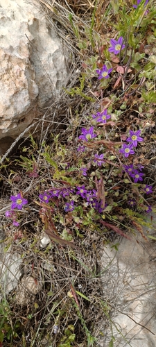 Image of Campanula hierosolymitana by no rights reserved