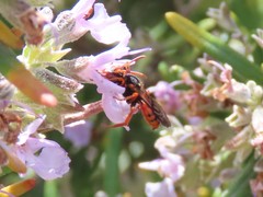 Nomada