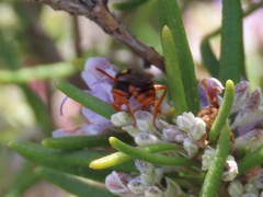 Nomada
