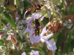 Nomada