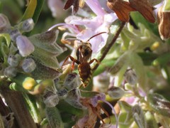 Nomada
