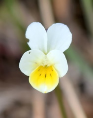 Viola hymettia