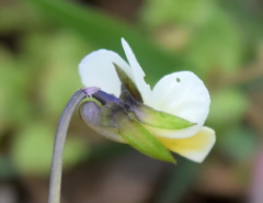 Viola hymettia