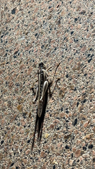 Austracris guttulosa