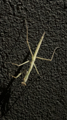 Archimantis sobrina