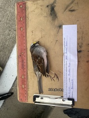 Zonotrichia albicollis