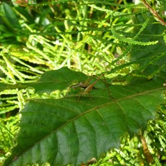 Conocephalus semivittatus