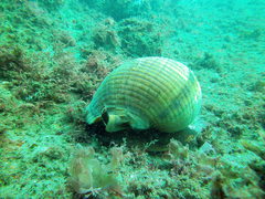 Tonna tankervillii