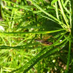 Conocephalus semivittatus