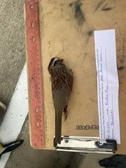 Zonotrichia albicollis