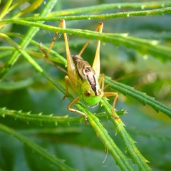 Conocephalus semivittatus