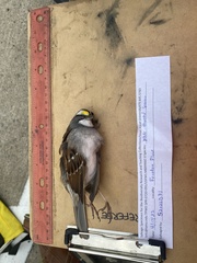 Zonotrichia albicollis