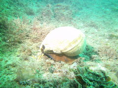 Tonna tankervillii
