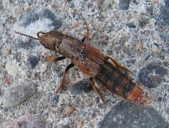 Platydracus cinnamopterus